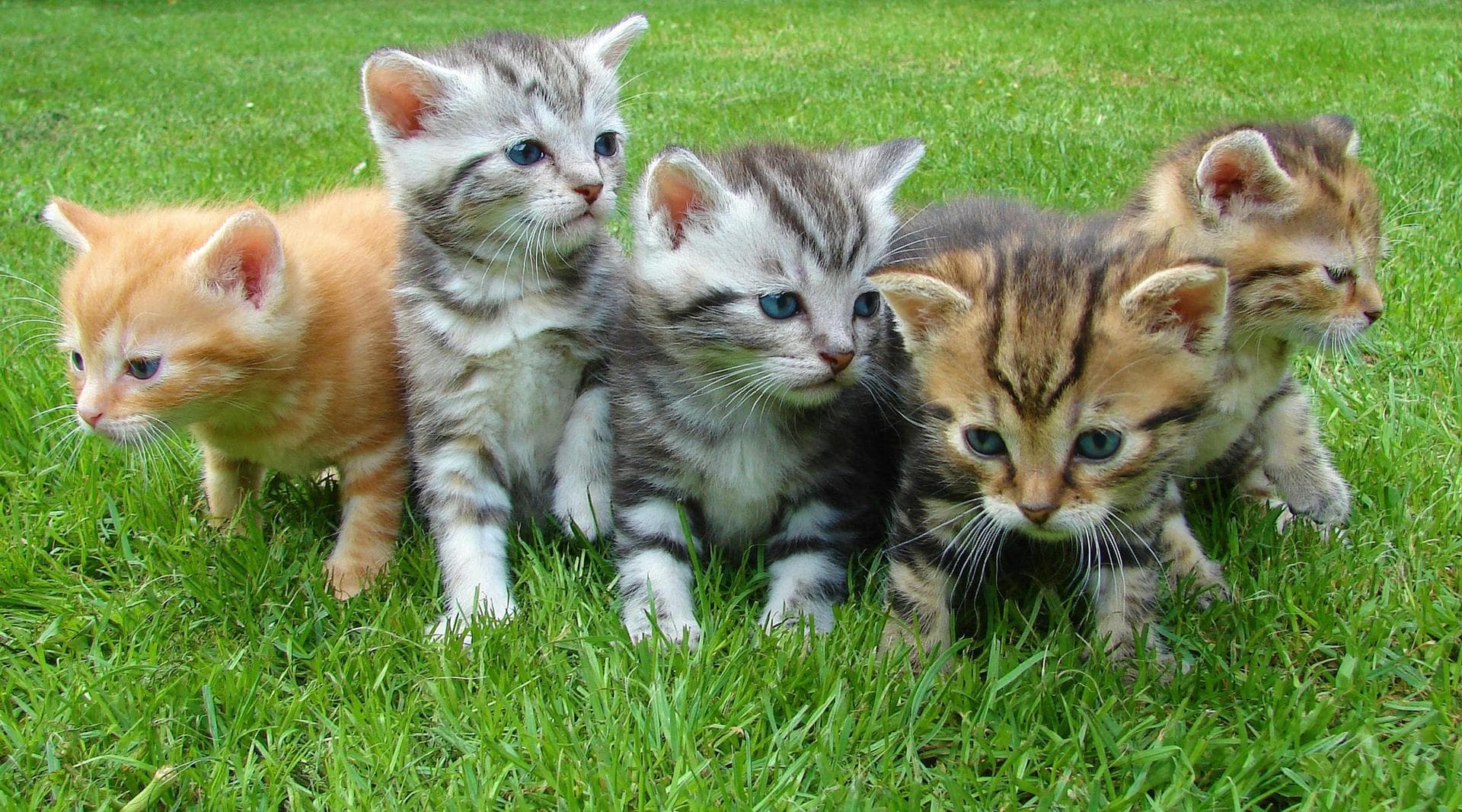 Cat Spay Castrate Neutering Prices in Newport