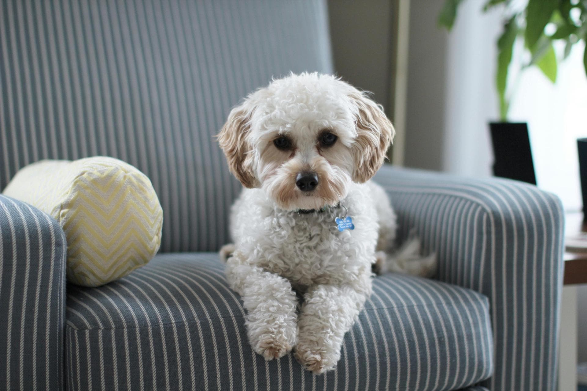 Dog Neutering Prices in Newport