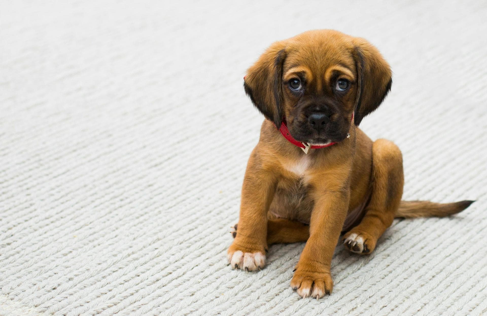 Vet Prescription Prices in Newport
