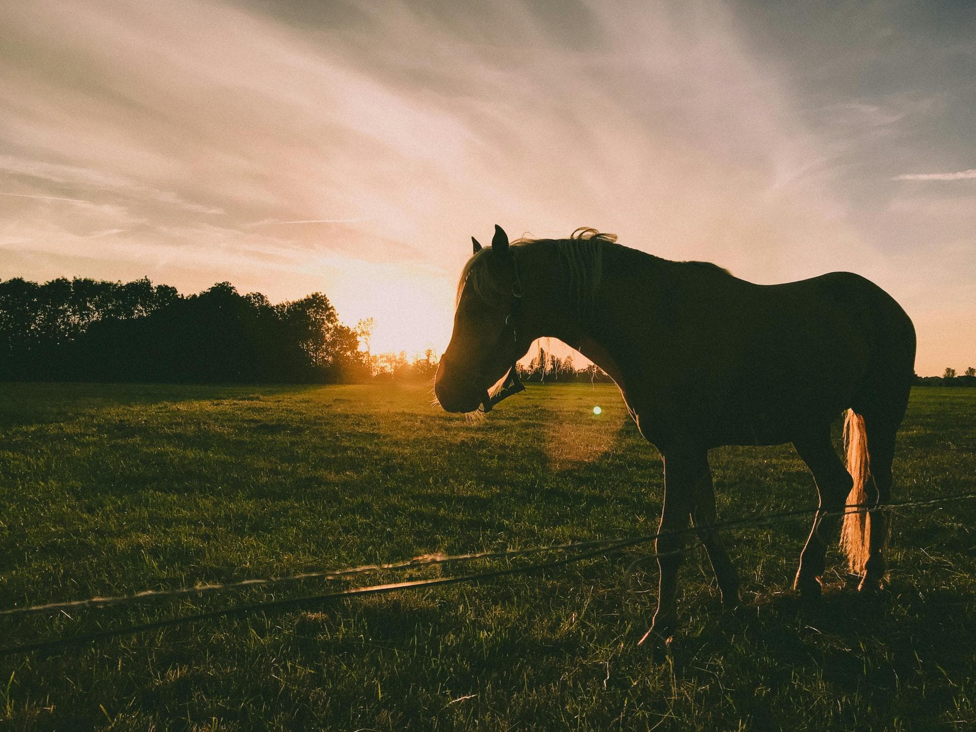 Specialist Vets in Newport