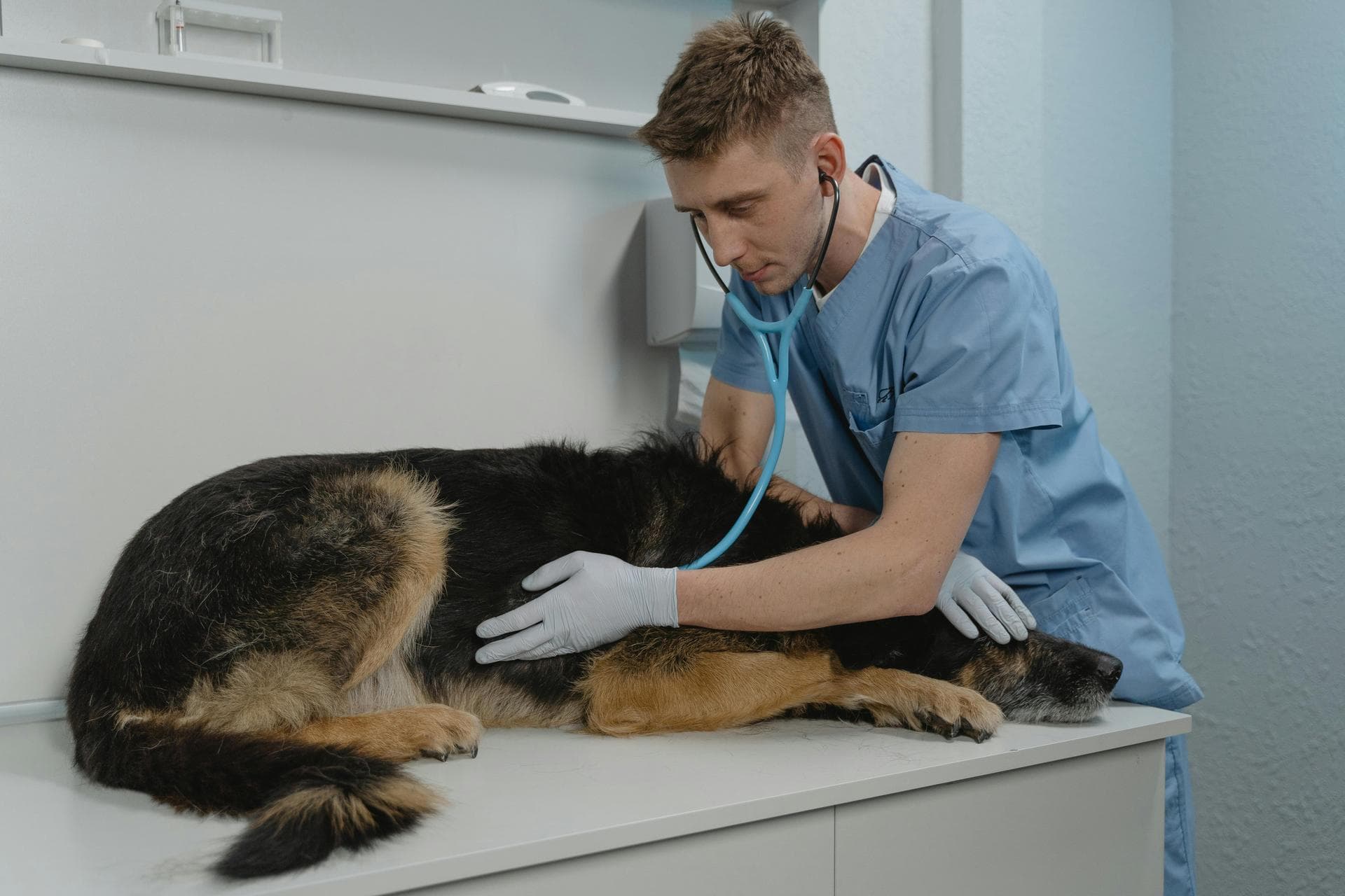 Pet Microchipping Prices in Newport