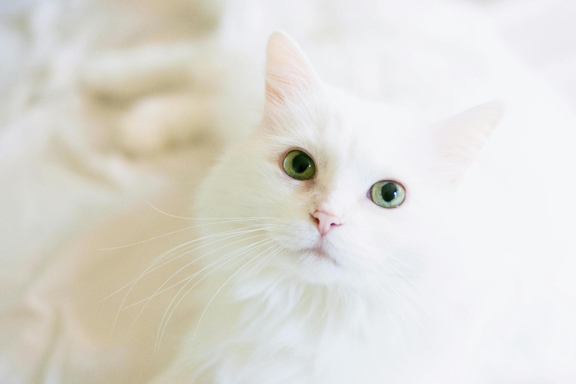 Vet Consultation Prices in Newport